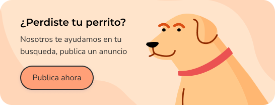 Banner Perros encontrados